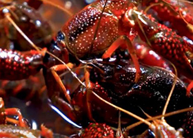 《稻蝦肥   鄉(xiāng)村美》（烔煬鎮(zhèn)）